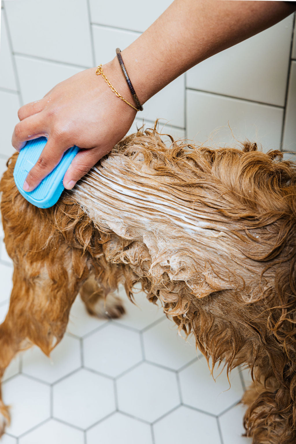 Spaw Day dog shampoo and conditioner set