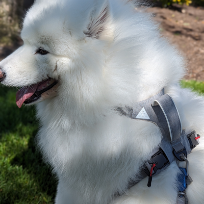 Magnetic no-pull dog harness with handle