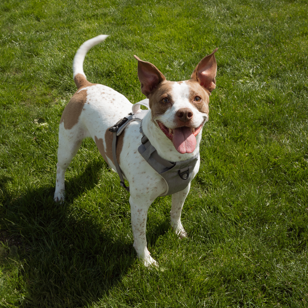 Magnetic no-pull dog harness with handle