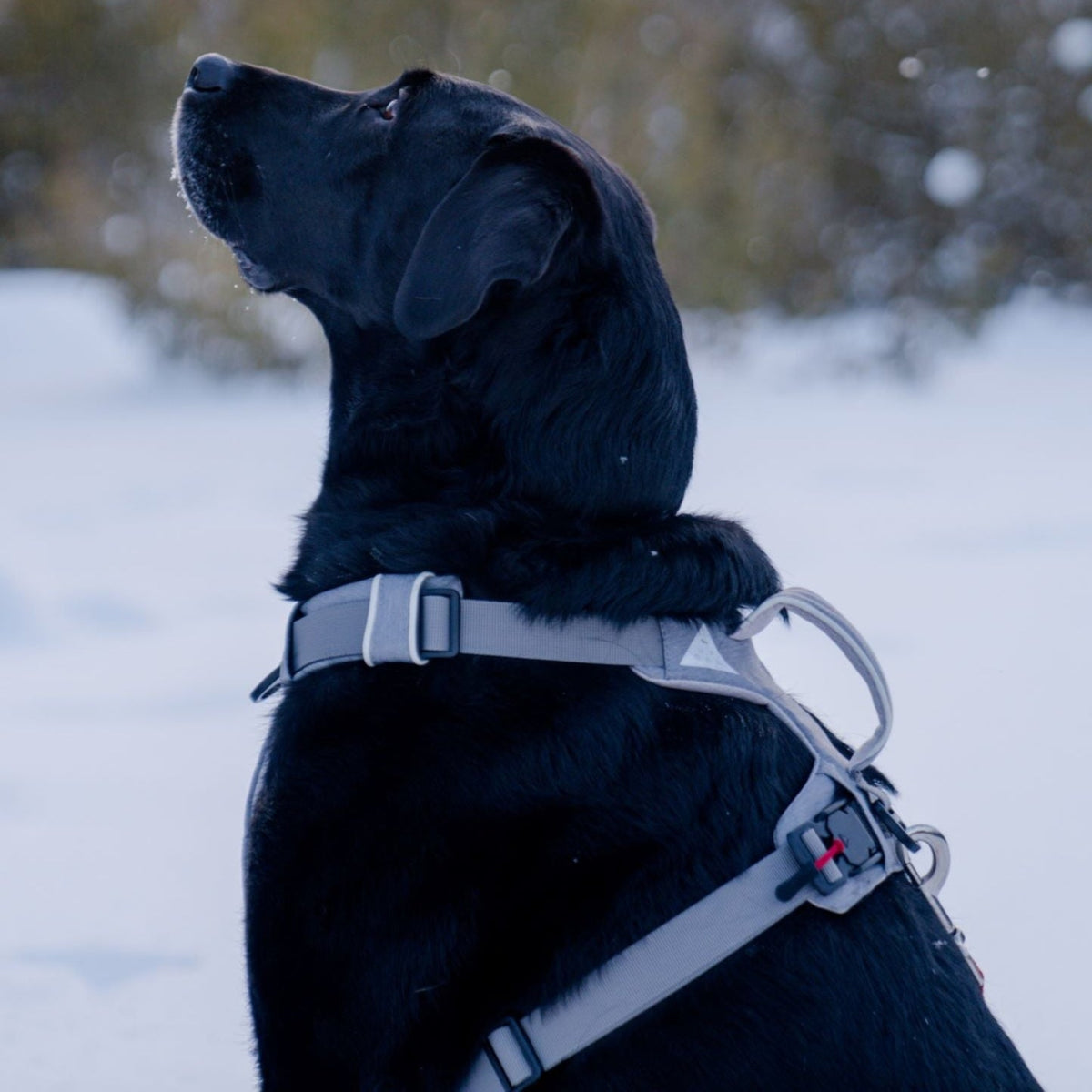 Magnetic no-pull dog harness with handle
