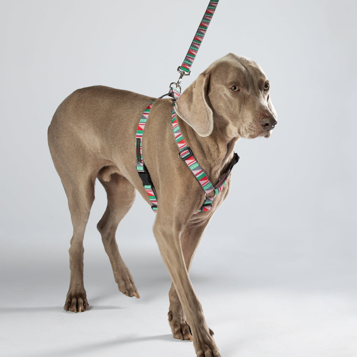 Escape-proof dog harness