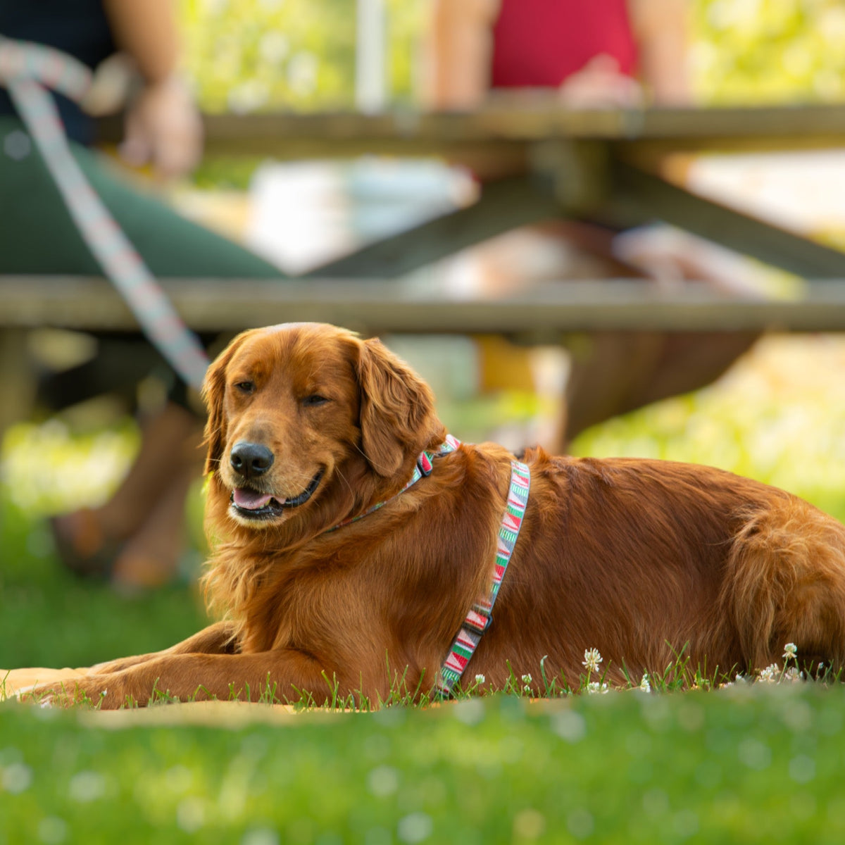 Escape-proof dog harness