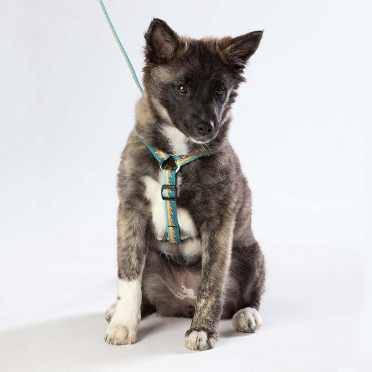 Escape-proof dog harness
