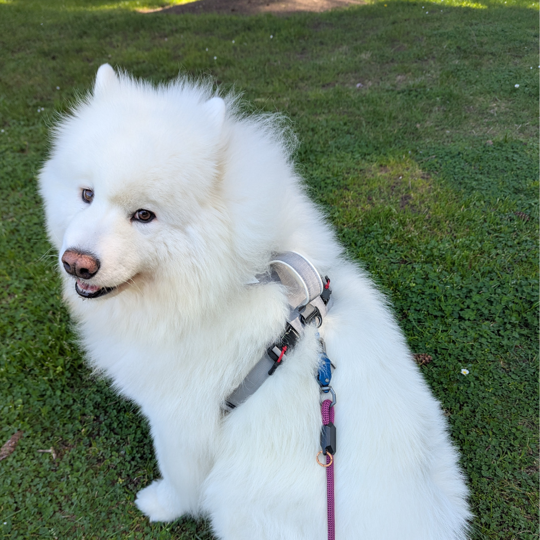 Magnetic no-pull dog harness with handle