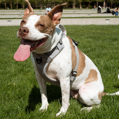 Magnetic no-pull dog harness with handle