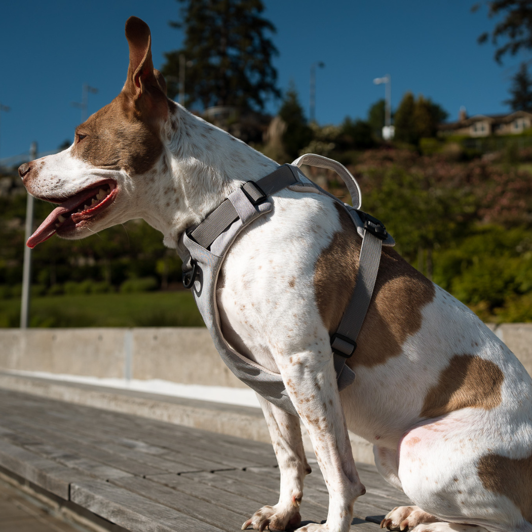 Magnetic no-pull dog harness with handle