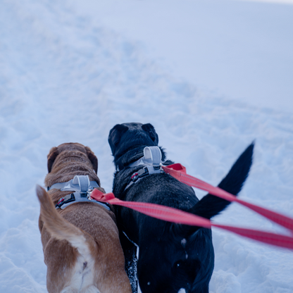 Magnetic no-pull dog harness with handle