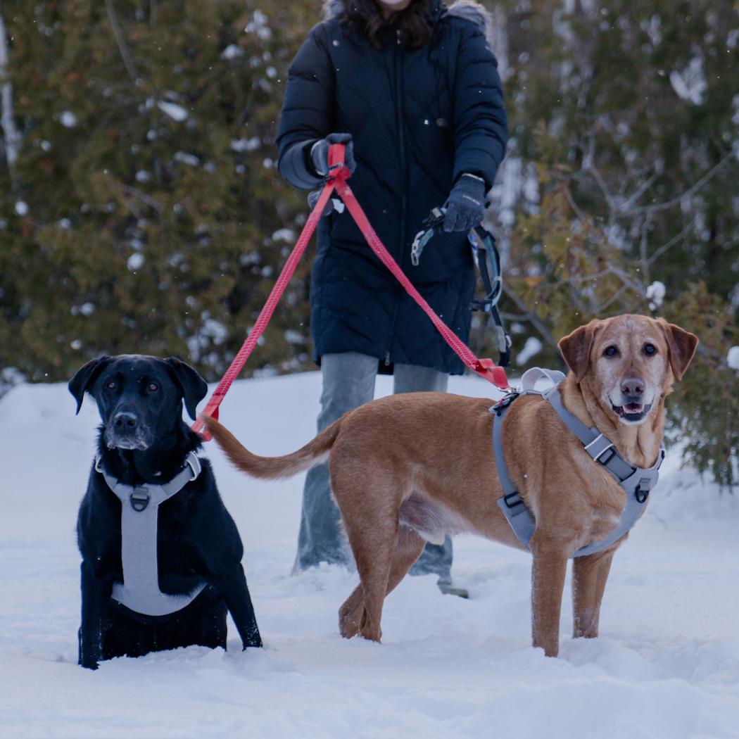 Magnetic no-pull dog harness with handle