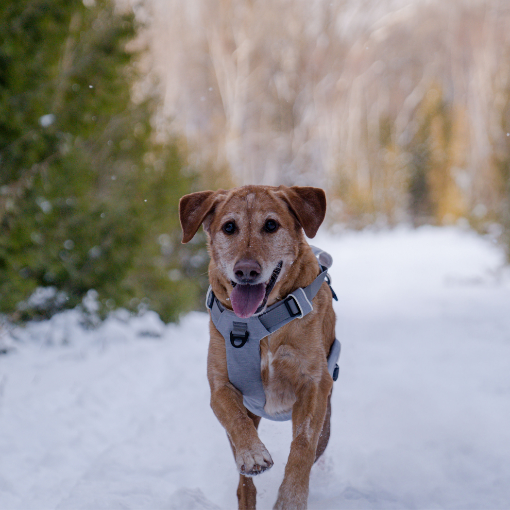 Magnetic no-pull dog harness with handle