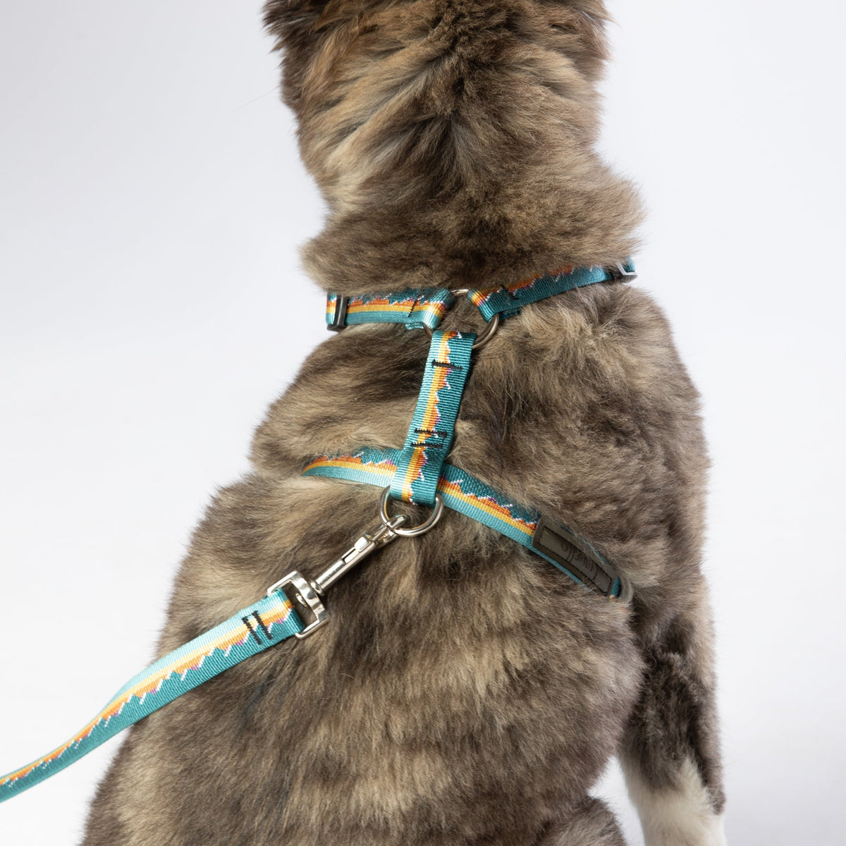 Escape-proof dog harness